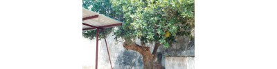 124. திருவீழிமிழலை